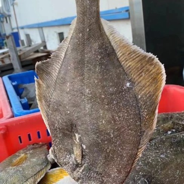 俄罗斯深海黄金鲽鱼