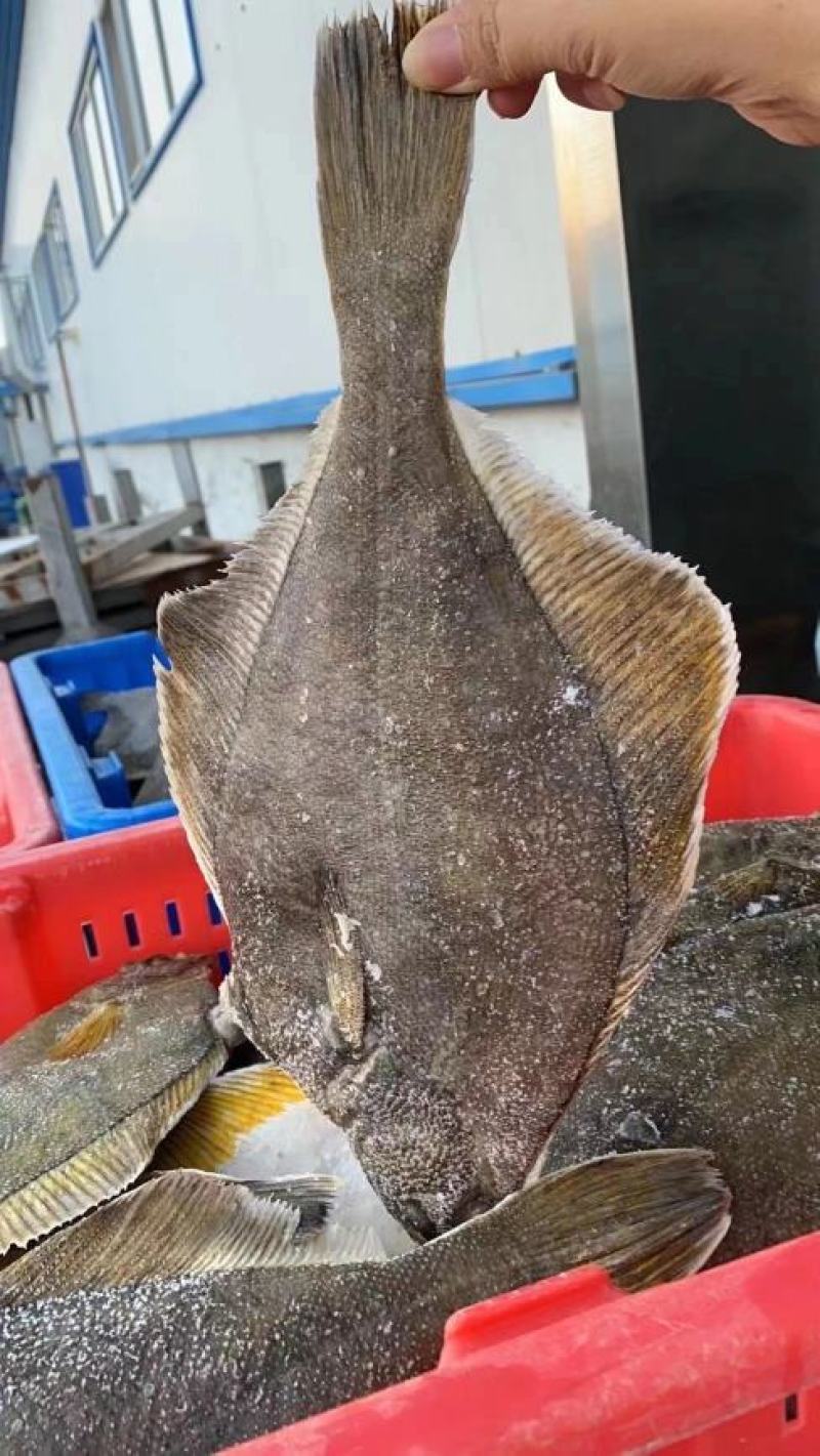 俄罗斯深海黄金鲽鱼