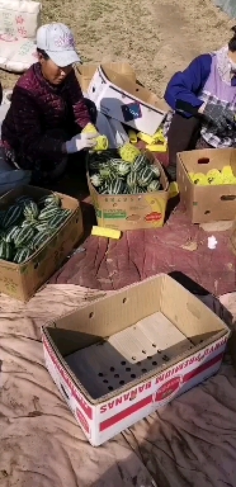 乐亭暖棚甜瓜，产地供应，对接电商，一件代发！货源充足！