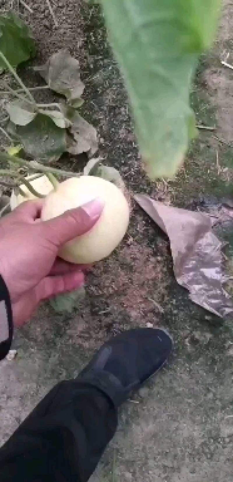 乐亭暖棚甜瓜，产地供应，对接电商，一件代发！货源充足！