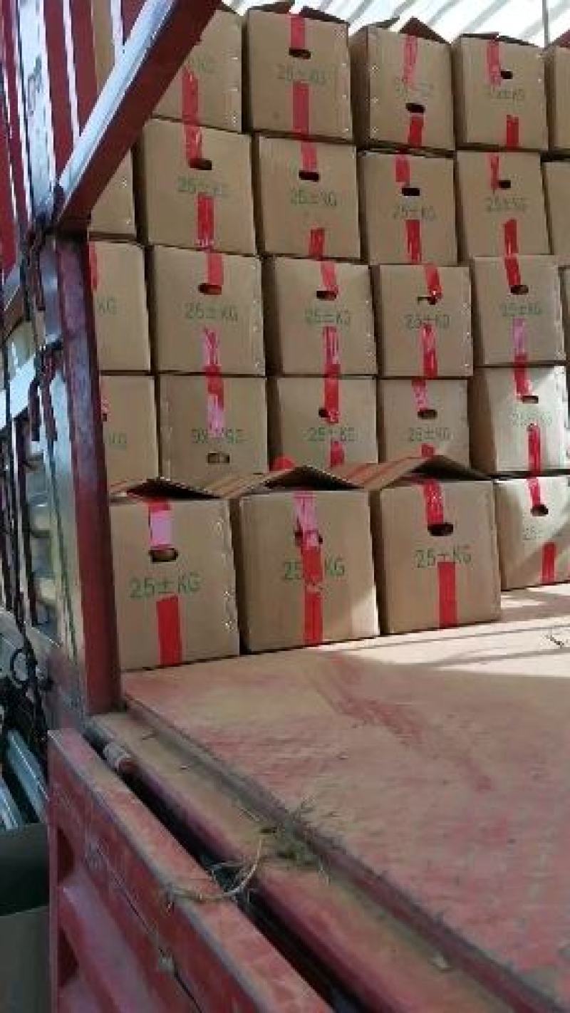 荷兰十五、黄金薯、兴佳2号、V7、中薯5号、大丰基地直发