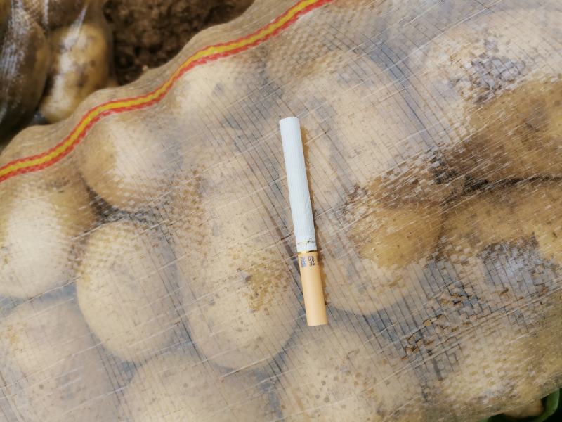 荷兰十五、黄金薯、兴佳2号、V7、中薯5号、大丰基地直发