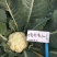 川岛松花60松花菜种子欧兰德早熟耐热青梗小米粒有机菜花