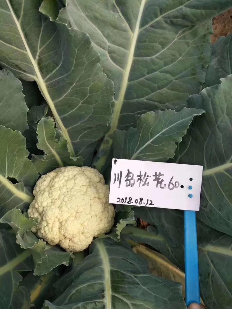 川岛松花60松花菜种子欧兰德早熟耐热青梗小米粒有机菜花