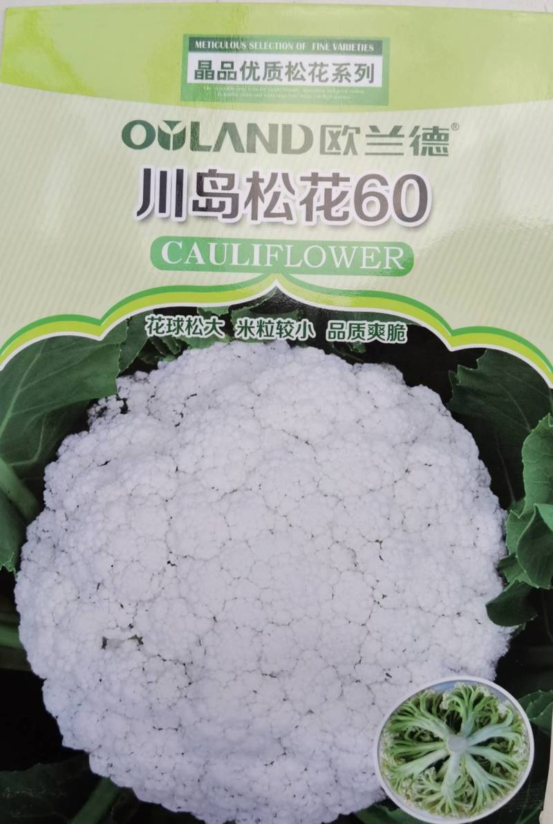 川岛松花60松花菜种子欧兰德早熟耐热青梗小米粒有机菜花