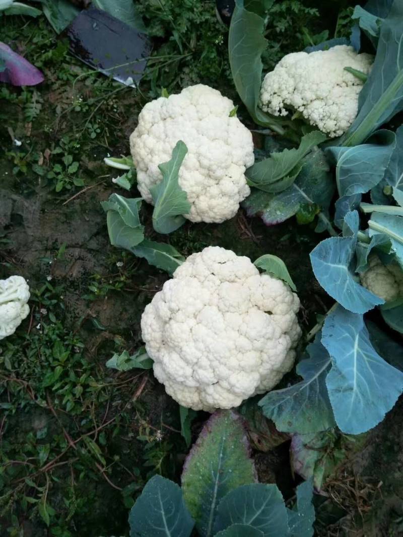 川岛松花60松花菜种子欧兰德早熟耐热青梗小米粒有机菜花
