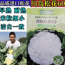 川岛松花60松花菜种子欧兰德早熟耐热青梗小米粒有机菜花