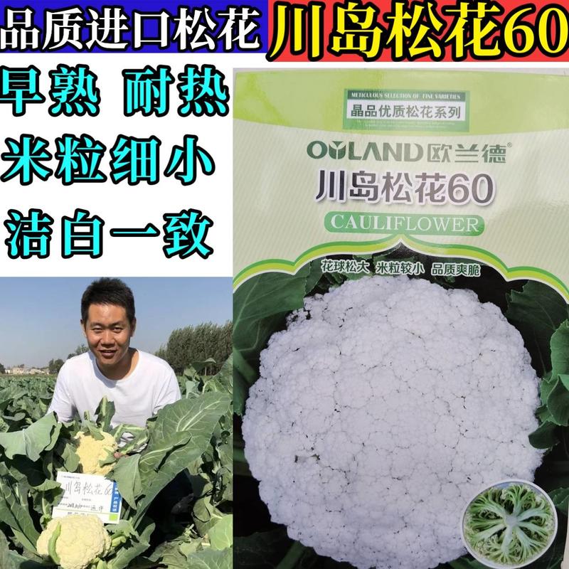 川岛松花60松花菜种子欧兰德早熟耐热青梗小米粒有机菜花