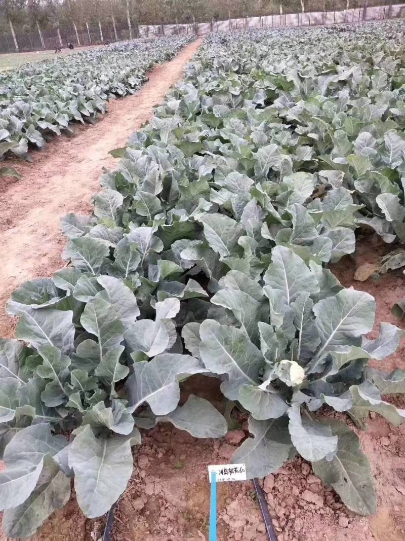 川岛松花60松花菜种子欧兰德早熟耐热青梗小米粒有机菜花