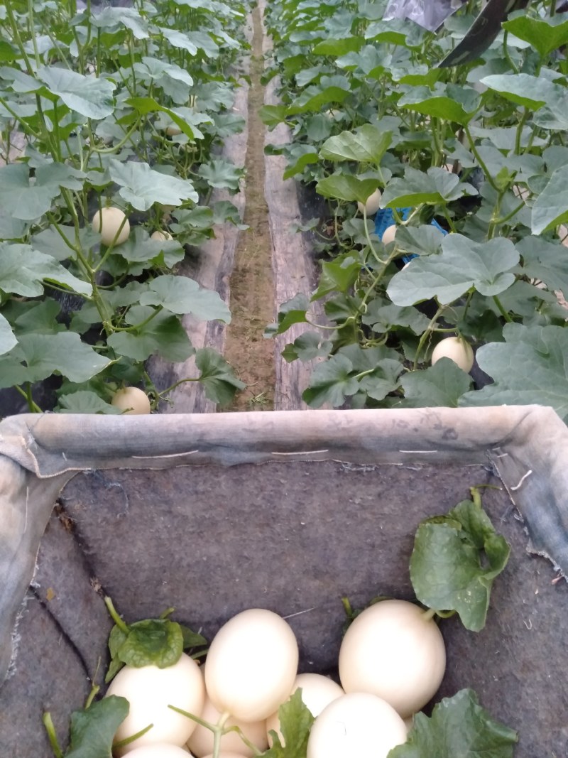 东方蜜1号甜瓜统货1.5斤以上，大量现货，诚信第一。