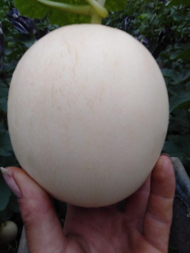 东方蜜1号甜瓜统货1.5斤以上，大量现货，诚信第一。