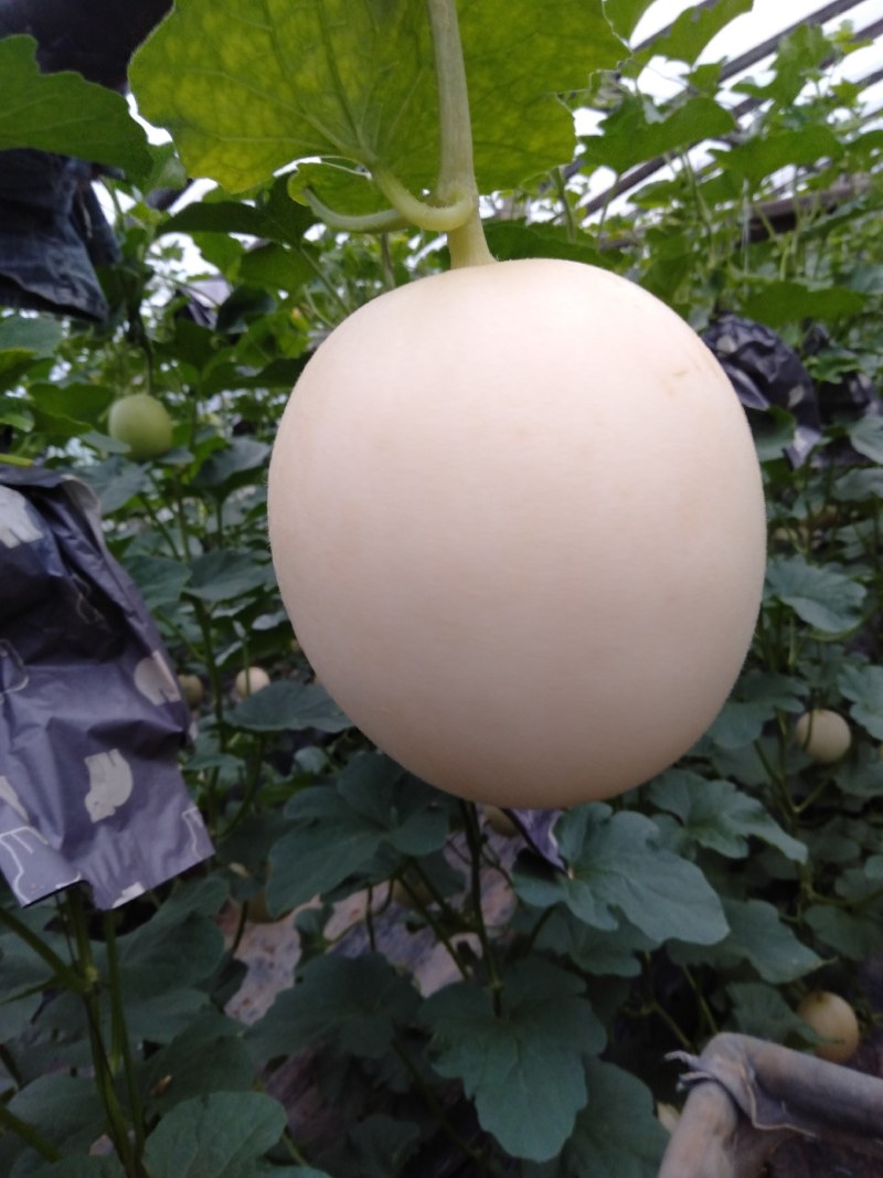 东方蜜1号甜瓜统货1.5斤以上，大量现货，诚信第一。