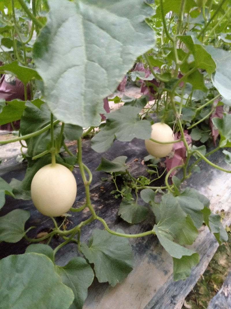东方蜜1号甜瓜统货1.5斤以上，大量现货，诚信第一。