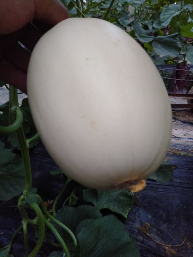 东方蜜1号甜瓜统货1.5斤以上，大量现货，诚信第一。