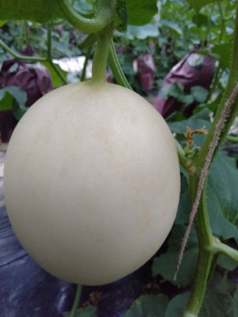 东方蜜1号甜瓜统货1.5斤以上，大量现货，诚信第一。