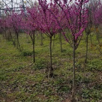 紫荆，紫荆花。独杆紫荆，3公分，4公分，5公分。6公分
