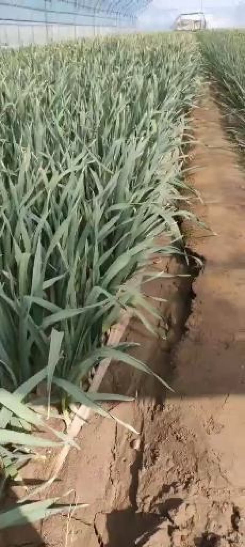 甘肃定西临洮红根蒜苗和白蒜苗以大量上市了，