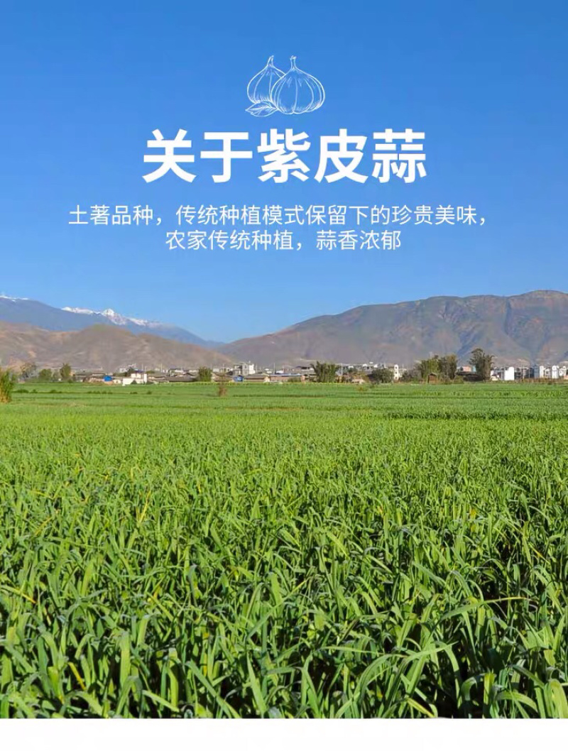 鲜蒜紫皮大蒜产地供应混级通货低价供货足