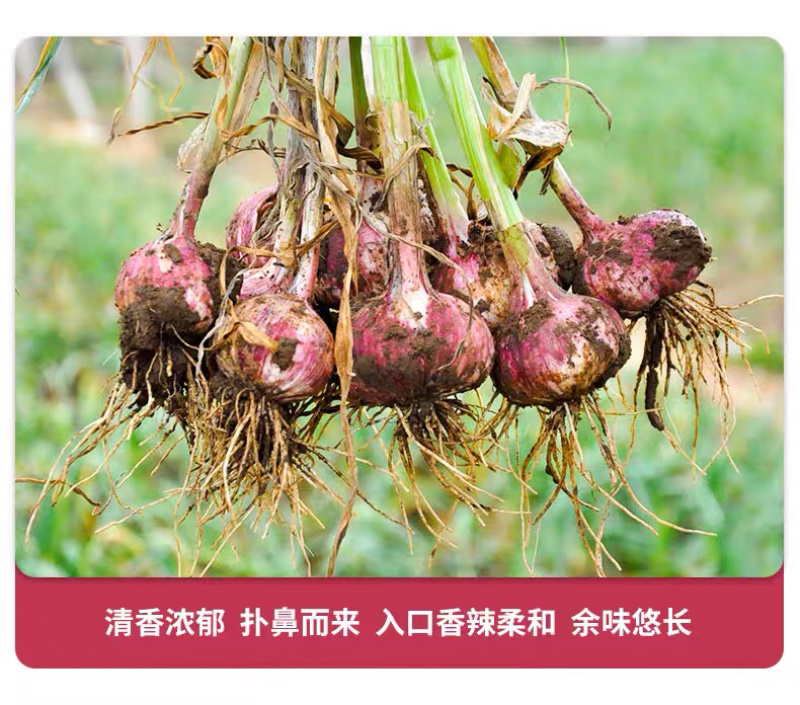 鲜蒜紫皮大蒜产地供应混级通货低价供货足