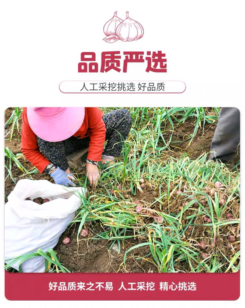 鲜蒜紫皮大蒜产地供应混级通货低价供货足