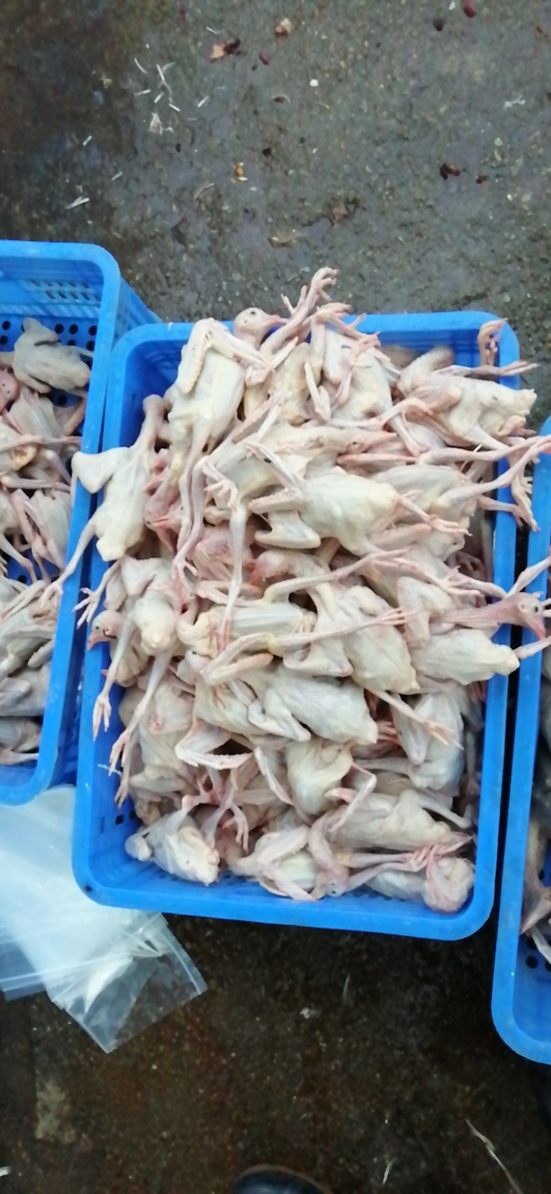 生鲜乳鸽，半净堂4两以上，饭店煲汤专用，批发零售，长期供应