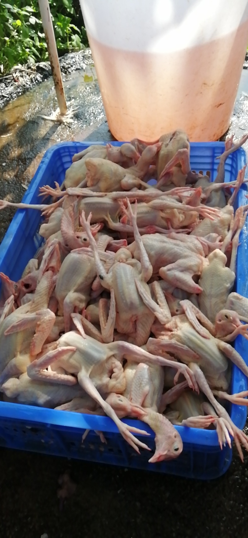 生鲜乳鸽，半净堂4两以上，饭店煲汤专用，批发零售，长期供应