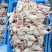 生鲜乳鸽，半净堂4两以上，饭店煲汤专用，批发零售，长期供应