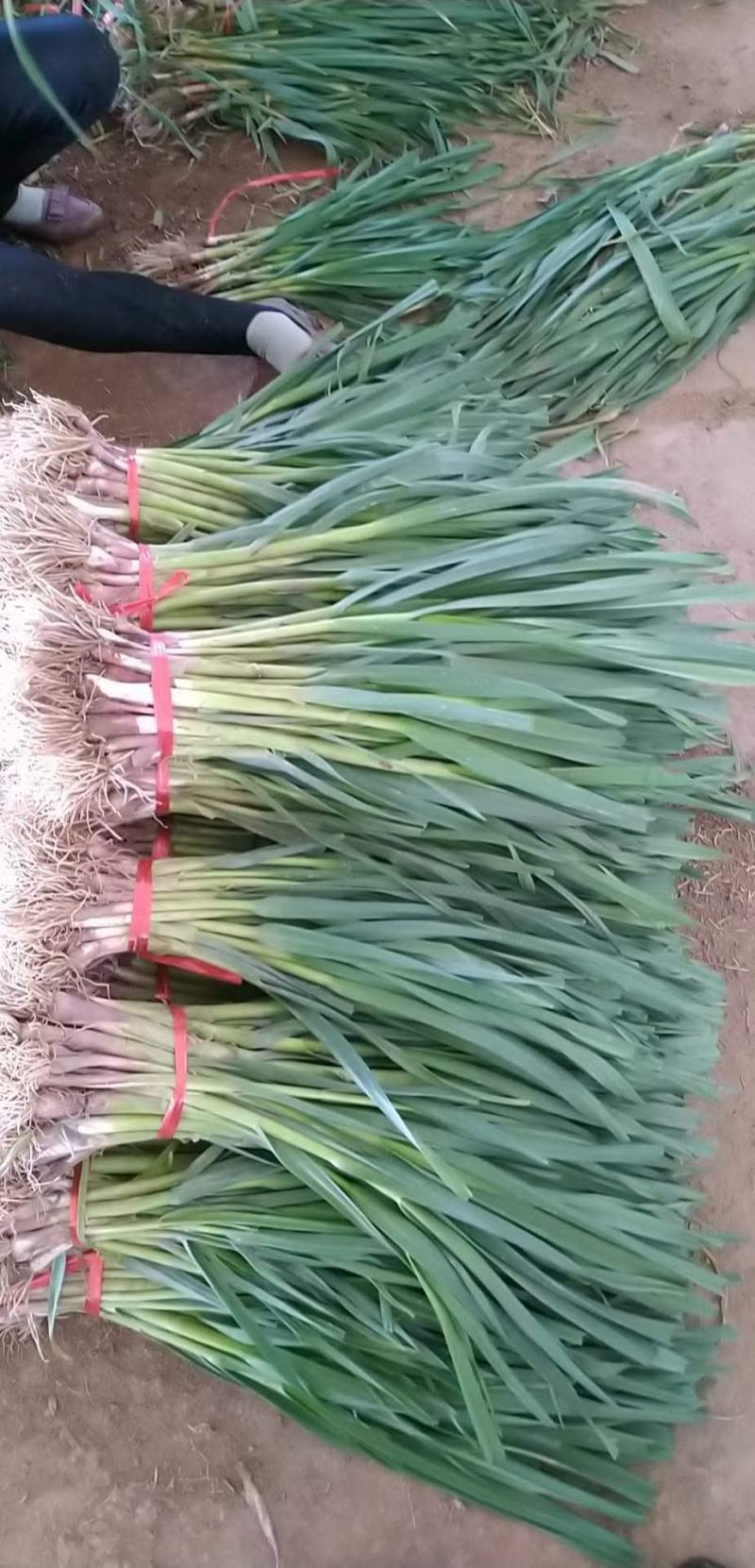 甘肃定西临洮红根蒜苗和白蒜苗以大量上市了，