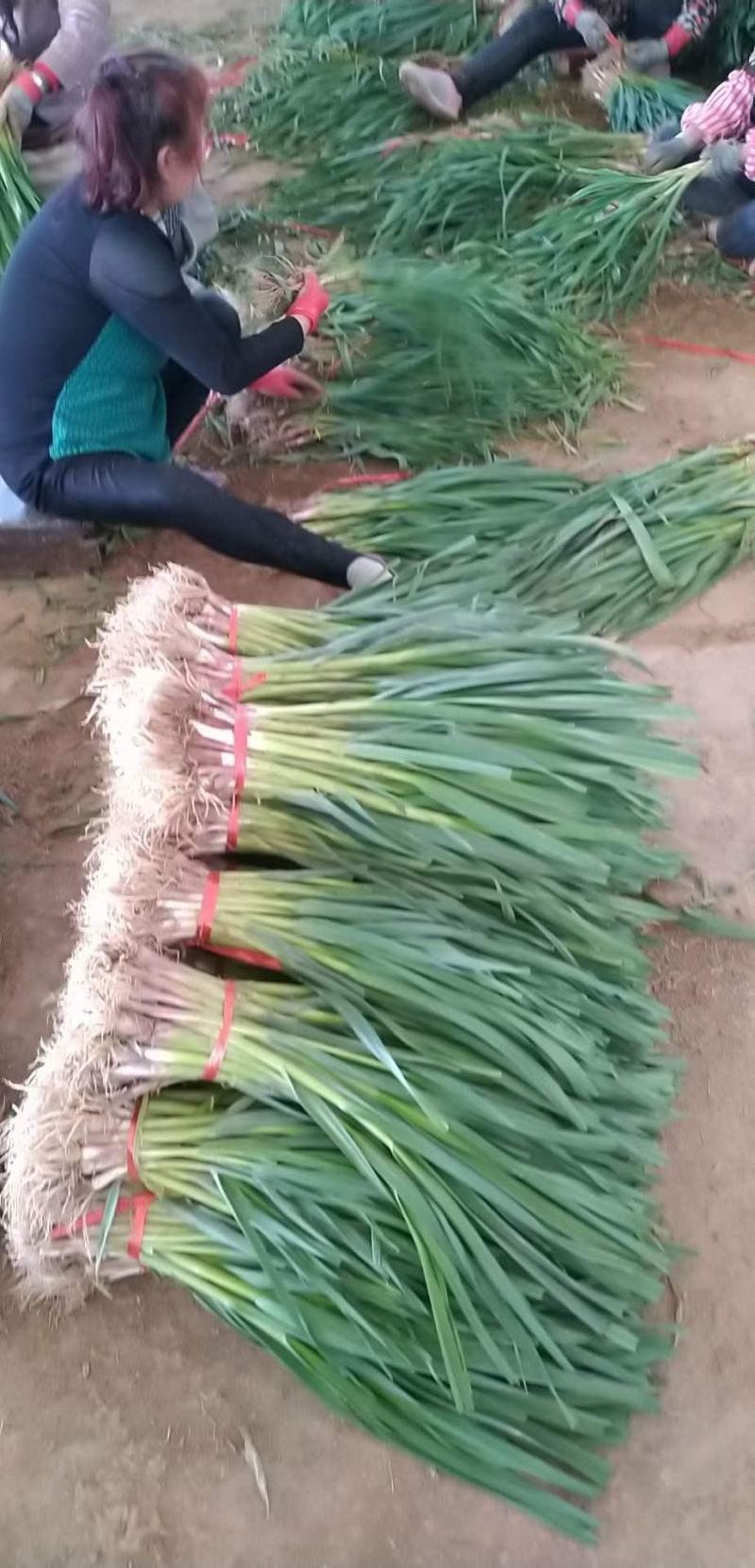 甘肃定西临洮红根蒜苗和白蒜苗以大量上市了，
