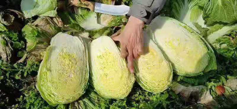 湖南黄心白菜净菜自产自销货源充足，可供出口加工厂