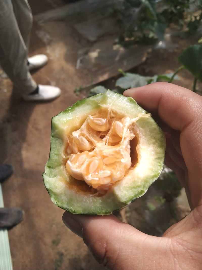 我们这有大量的冷棚甜瓜，有博洋九，博洋91.博洋61