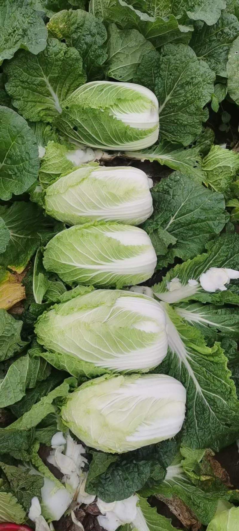 湖南黄心白菜净菜自产自销货源充足，可供出口加工厂