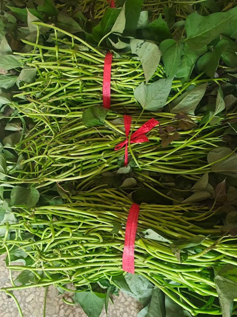 龙薯九大田剪苗，脱毒红薯苗，脱毒龙薯九大田剪苗