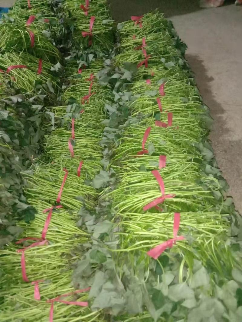龙薯九大田剪苗，脱毒红薯苗，脱毒龙薯九大田剪苗