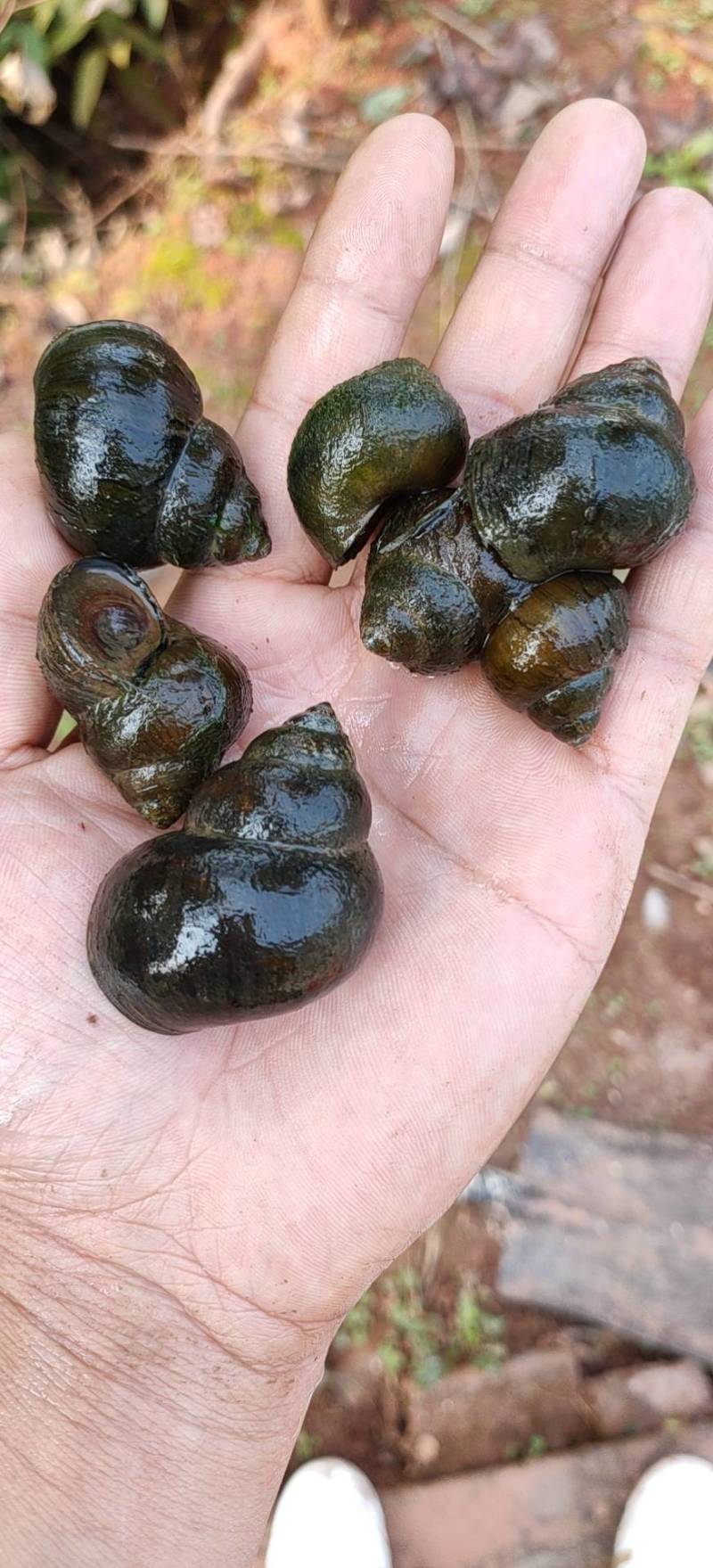 贵州厚壳种螺量大从优！