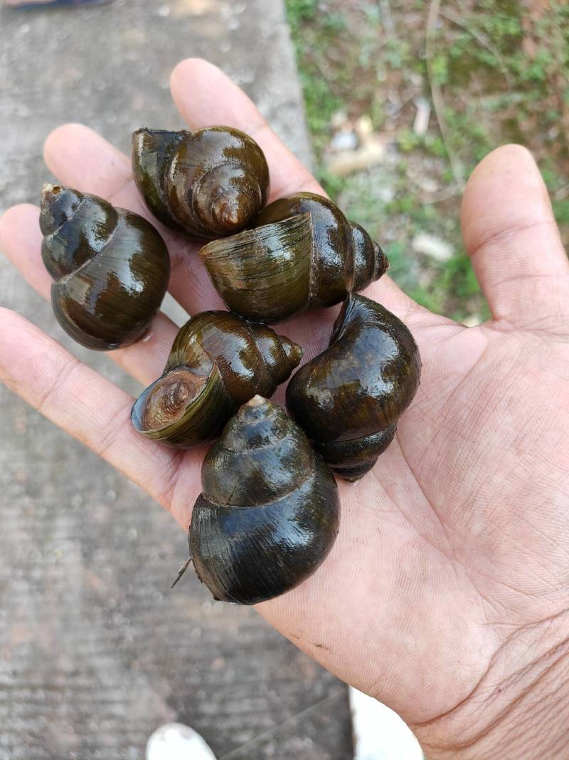 贵州厚壳种螺量大从优！
