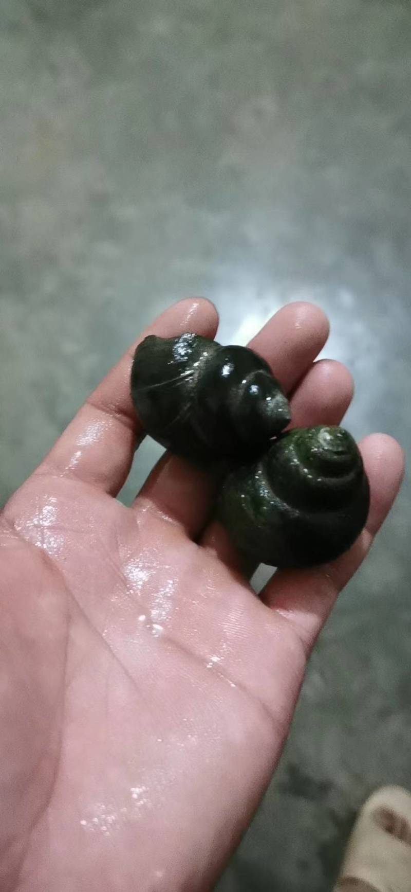贵州厚壳种螺量大从优！