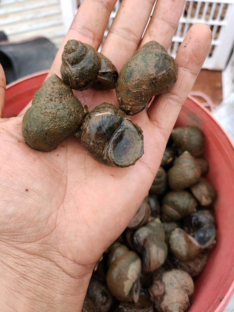 贵州厚壳种螺量大从优！
