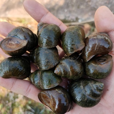贵州厚壳种螺量大从优！