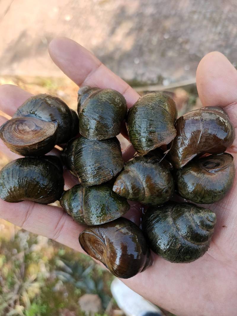 贵州厚壳种螺量大从优！
