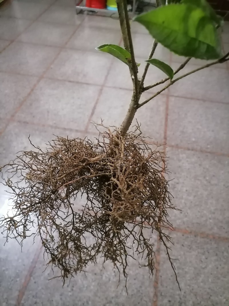四季黄金桂