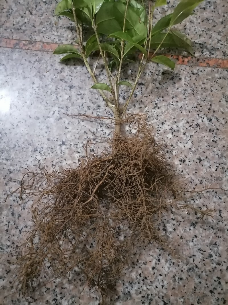四季黄金桂