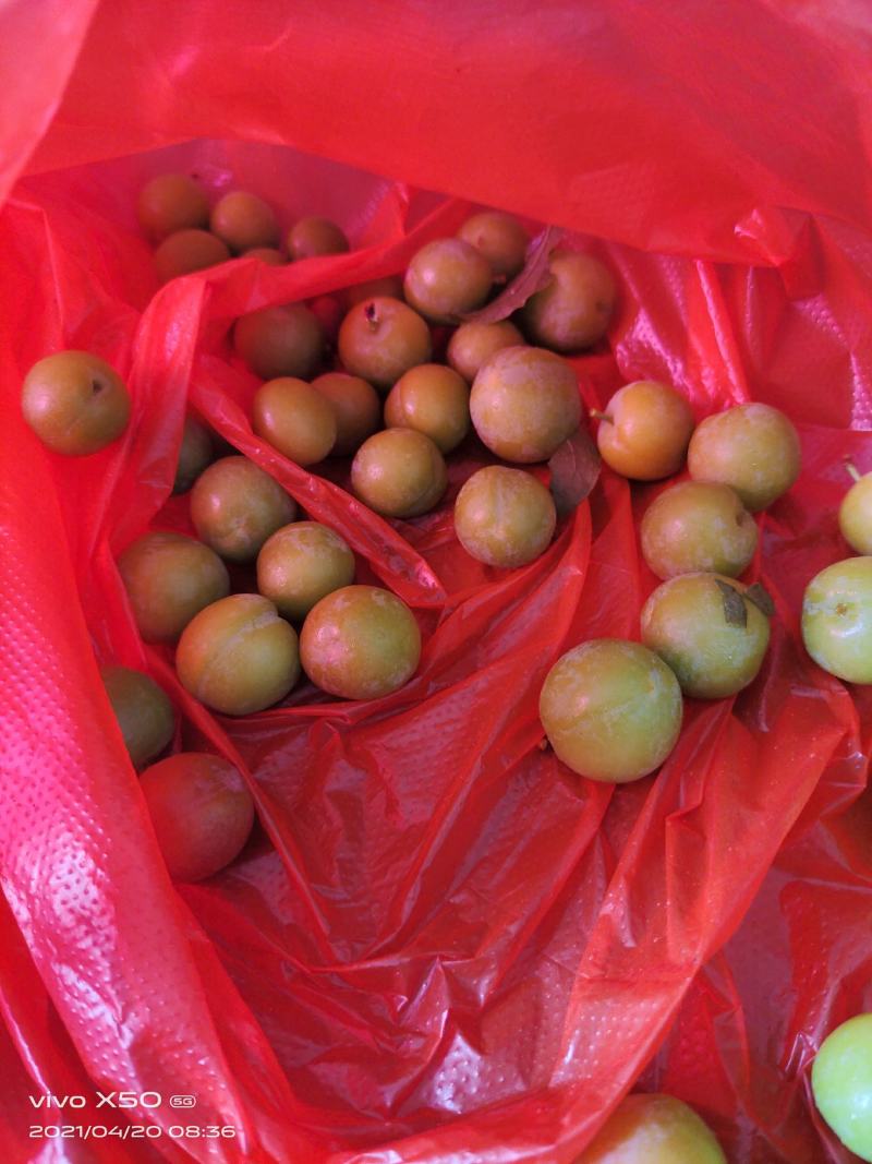 李胚，广西桂林平乐，早李，三华李，批量发货