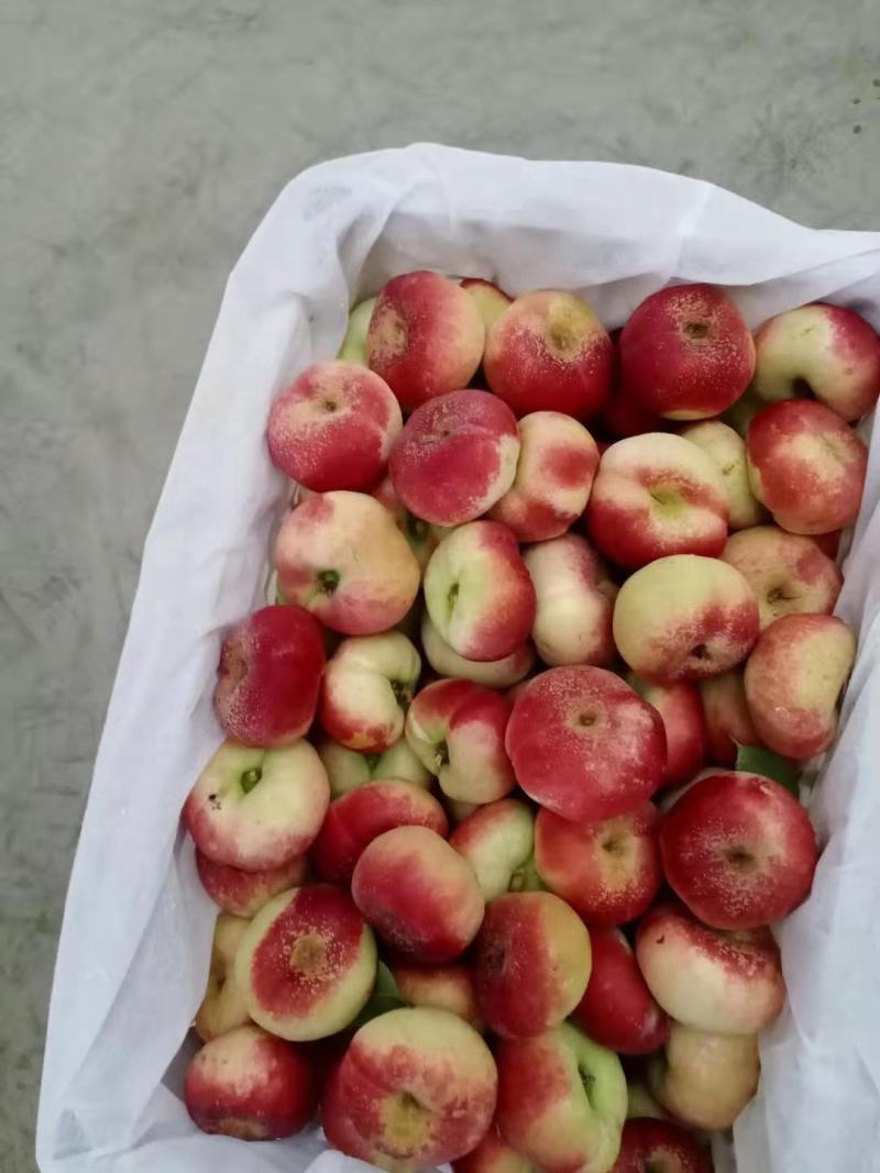 温室油蟠桃精品油蟠桃早红油蟠桃蟠桃黄蟠桃