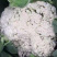 散花菜