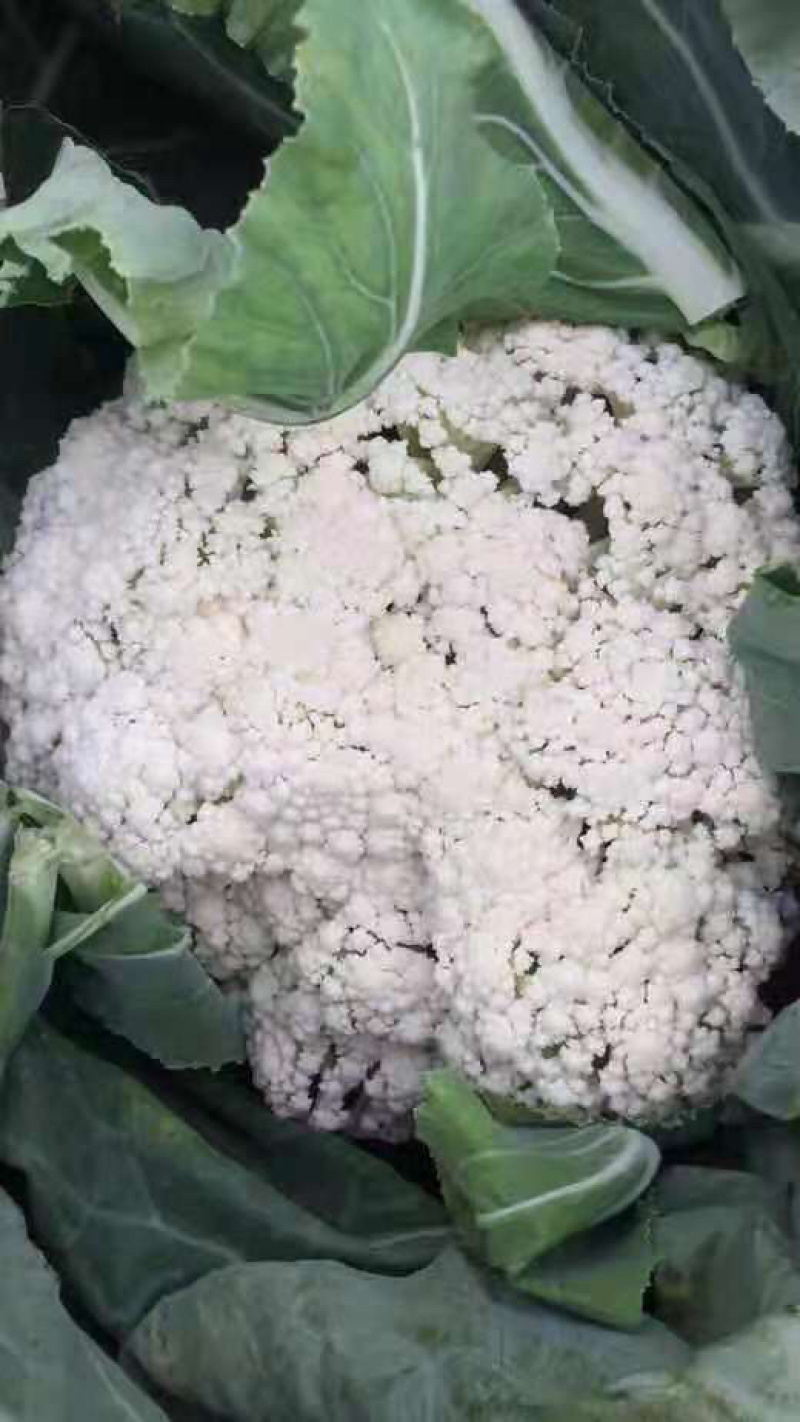 散花菜
