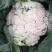 散花菜