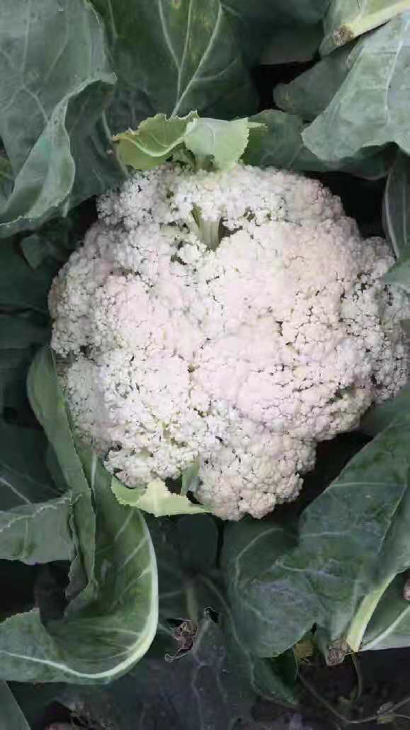 散花菜
