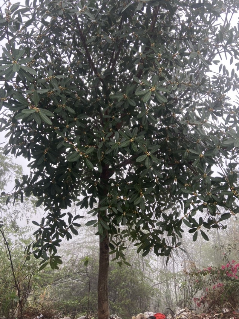 钝叶榕榕树