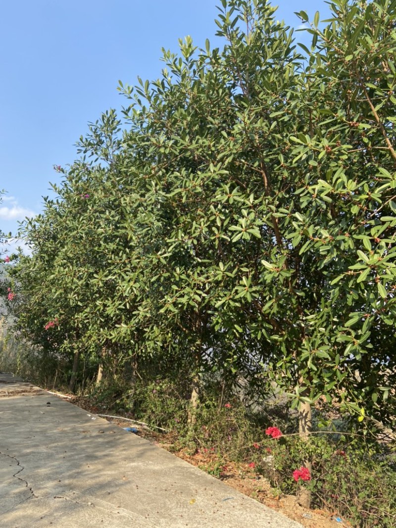 钝叶榕榕树